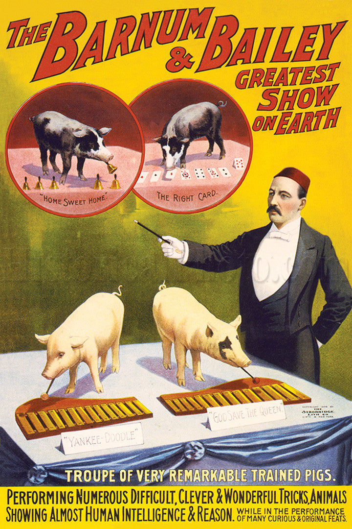 Barnum & Bailey: Trained Pigs