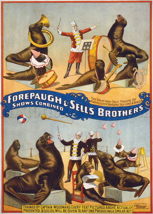 Forepaugh & Sells Bros., Sea Lions