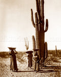 Saguaro Gatherers